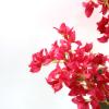 Εικόνα της Newplan Bougainvillea Np0422_170  Υψος 170Cm