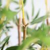 Εικόνα της  Bamboo In Pot (L90*W30)  Np827_180_Uv  Υψος 180Cm Newplan