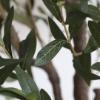 Εικόνα της  Olive Tree Np439_150 Υψος 150Cm Newplan