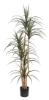 Εικόνα της Newplan Dracaena Np_325_180 Ύψος 180cm