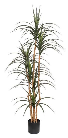 Εικόνα της Newplan Dracaena Np_325_180 Ύψος 180cm