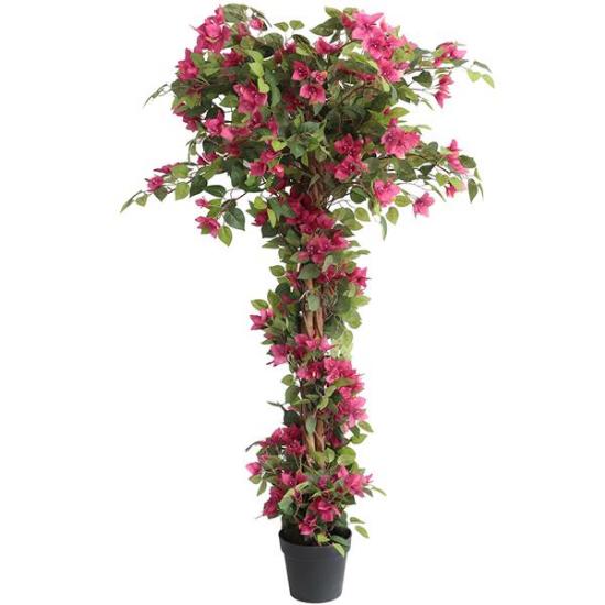 Εικόνα της Newplan BougainvilleaNp_34_160 Ύψος 160cm