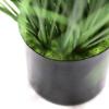 Εικόνα της Newplan Onion Grass Tree  Np1011_120 Υψος 120Cm